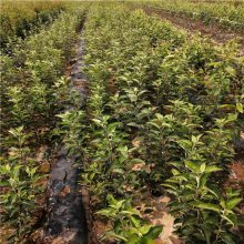 紅肉蘋果苗新品種'正一'種植技術(shù)要求